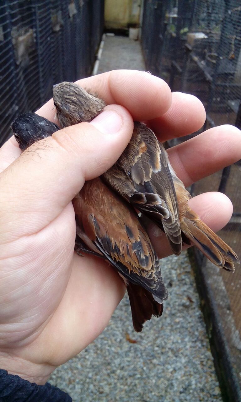 Black headed Canary